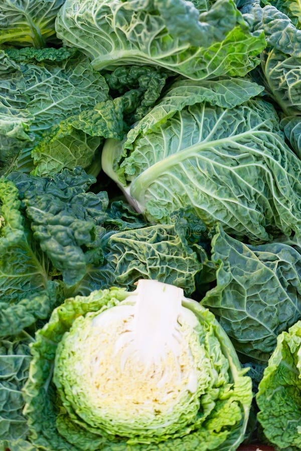 Green cabbage stock image. Image of food, agronomics 25794499