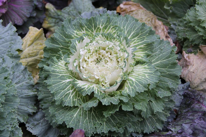 Green cabbage flower stock image. Image of texture, flower 90155871