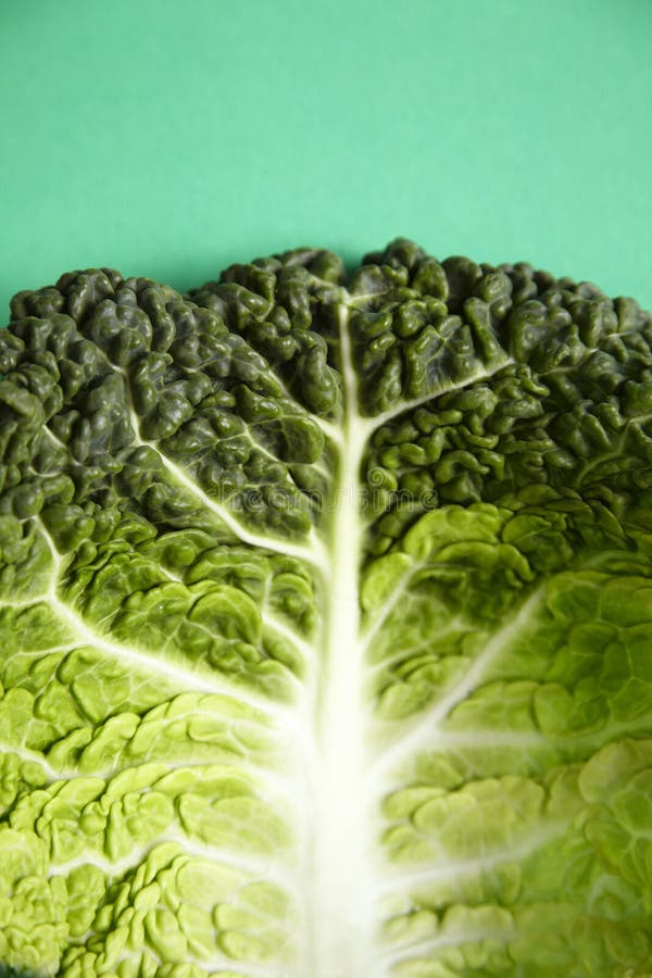 Green cabbage leaf stock photo. Image of nutritious, cabbage 24979732