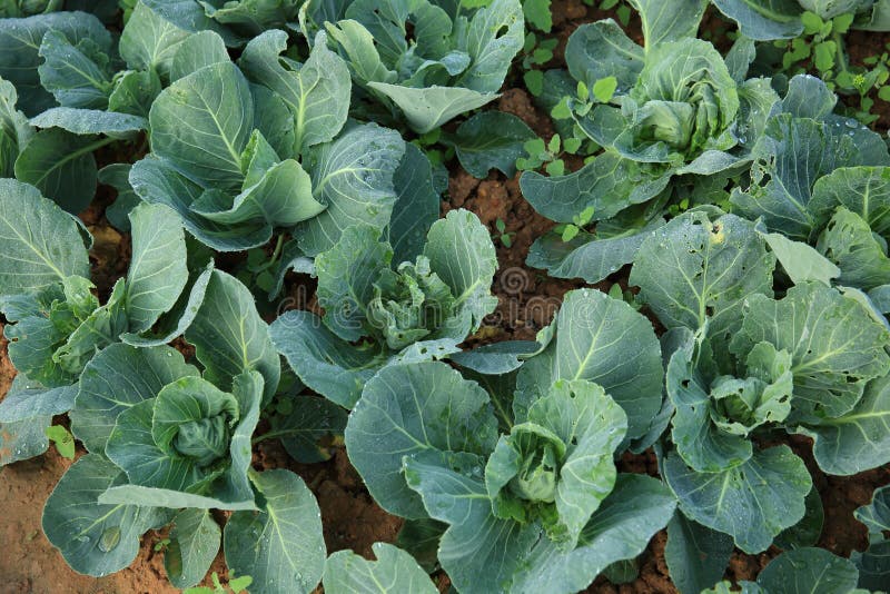 Green cabbage plants stock photo. Image of healthy, fresh 84084140