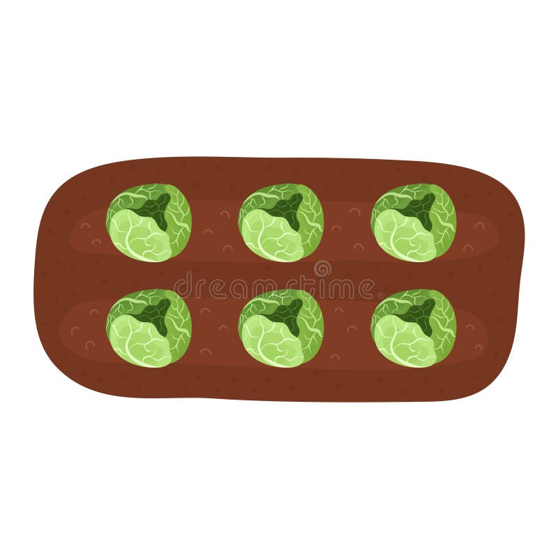 Life Cycle Lettuce Stock Illustrations 1 Life Cycle Lettuce Stock life-cycle-lettuce-stock-illustrations-1-life-cycle-lettuce-stock