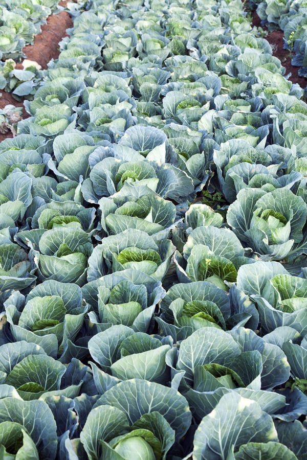 Green Cabbages on a Farm