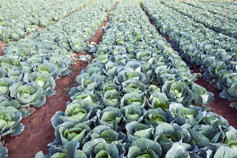 Green Cabbages on a Farm