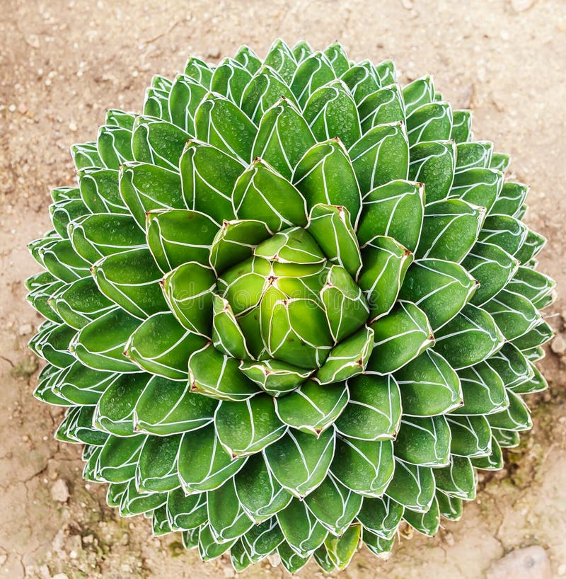 Green cactus, Agave victoriae-reginae stock photos