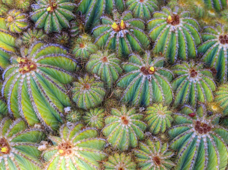 Green cactus background with many close cactus plants stock images