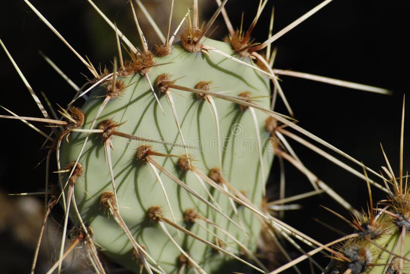 Green cactus close up with sharp spines stock image