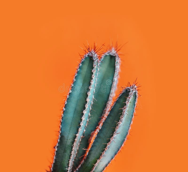 Green cactus closeup over bright orange pastel background. Colorful yellow summer trendy creative concept