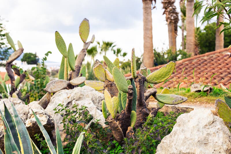 Green Cactus closeup. stock photo. Image of flora, healthy ...