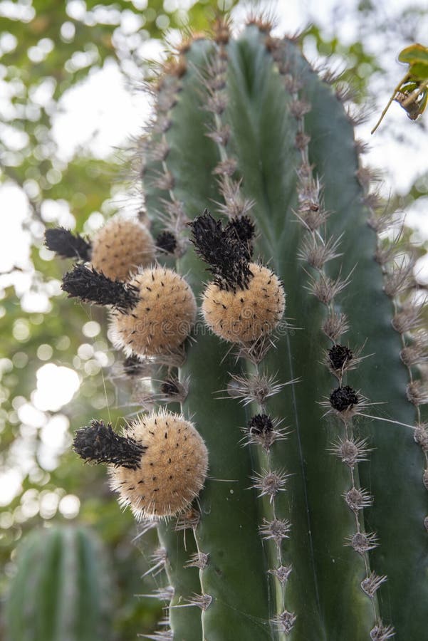 Green cactus with fruit stock photo. Image of line, green 140225662