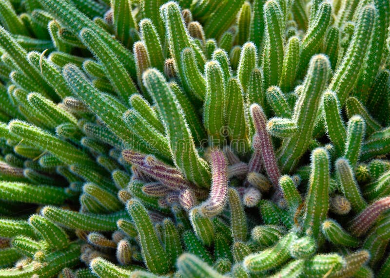 Green cactus multiple fingers