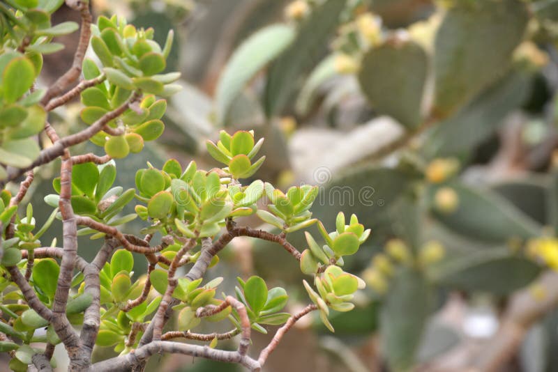 Green Cactus plant closeup