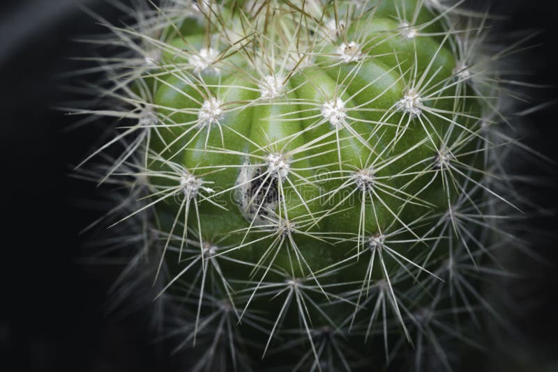 200 cactus