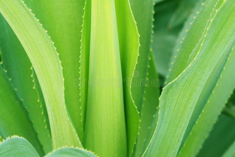 Green cactus plant leaves macro background in a in a garden with flower