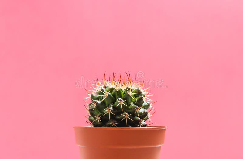 Green Cactus in Pot on Pink Pastel Color Background. Minimal Concept. Flat Lay. Top View.