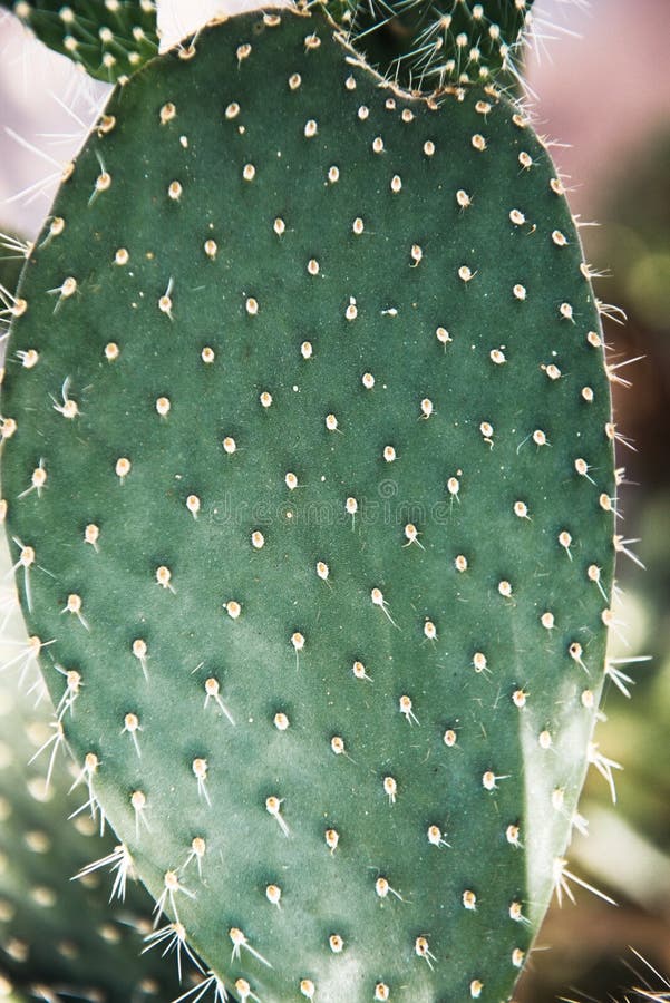 Green cactus with sharp needles and pink purple flower spins on green background. Macro shoot concept of cactus protection from electro-radiation in office on royalty free stock photos Green cactus with sharp needles and pink purple flower spins on green background. Macro shoot concept of cactus protection from electro-radiation in office on royalty free stock photos
