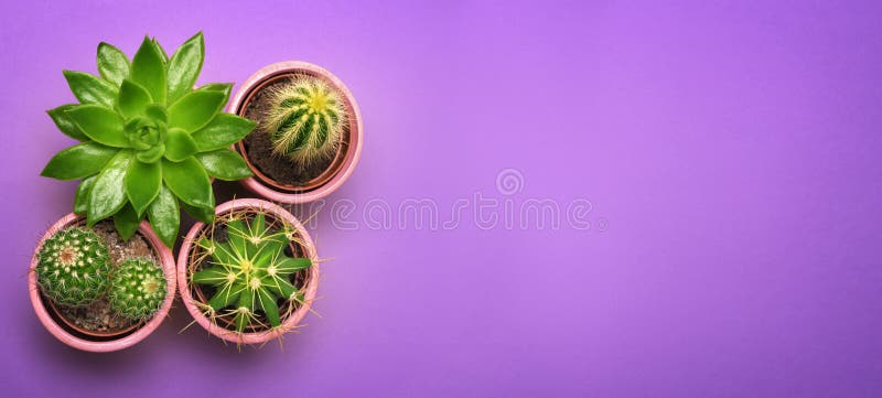 Green cactus succulent in ceramic pot top view with copy space on pastel color orange background. Minimal concept. Flat Lay.