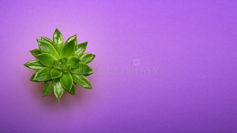 Green cactus succulent in ceramic pot top view with copy space on pastel color ultra violet background. Minimal concept. Flat Lay.