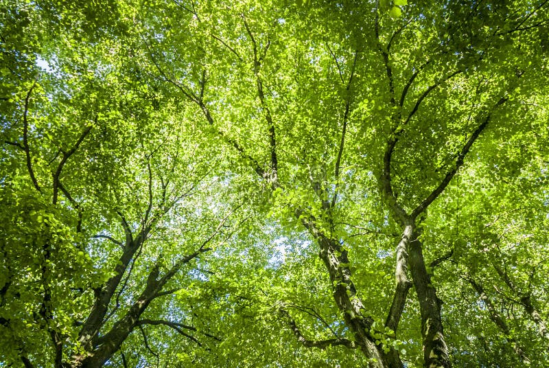 Green Canopy stock photo. Image of nature, abstract, beauty 35040534