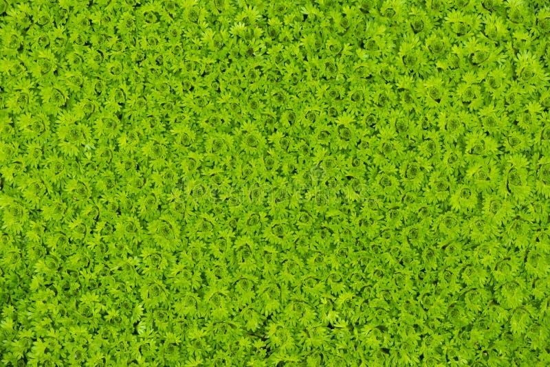 Green carpet grass stock photo. Image of countryside 42444180