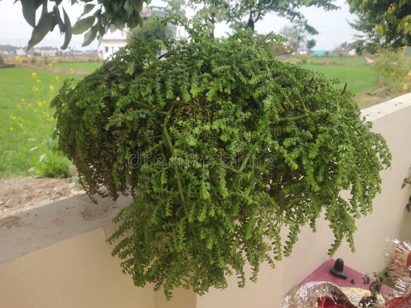 Green Carpet Plant in Flower Pot Stock Photo Image of soil, green