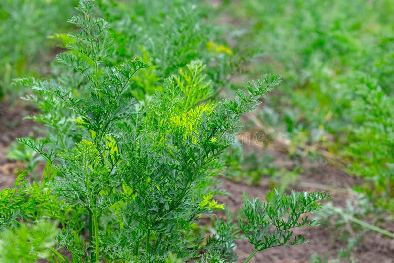 Green Carrot Leaves on the Bed. Growing Carrots Stock Photo Image of cultivate, carrot 266337560
