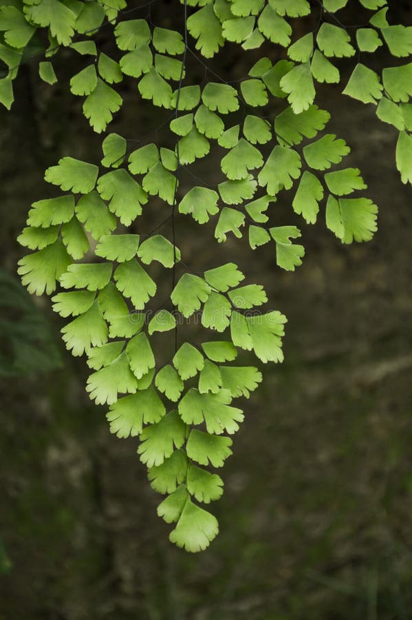 Green caryota mitis plant in nature garden