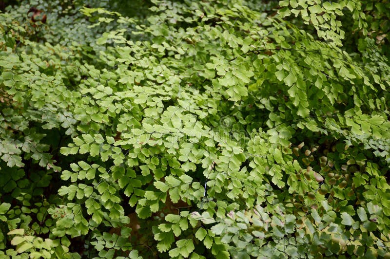 Green caryota mitis plant in nature garden