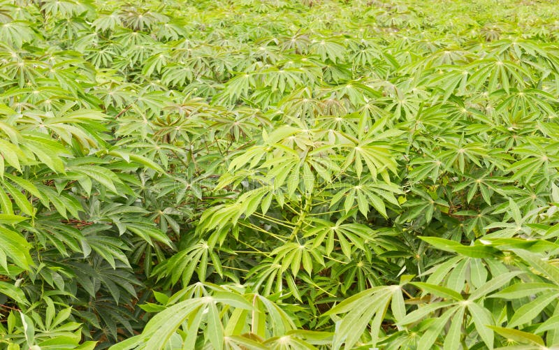 Green of cassava field