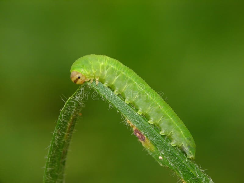 Green caterpillar