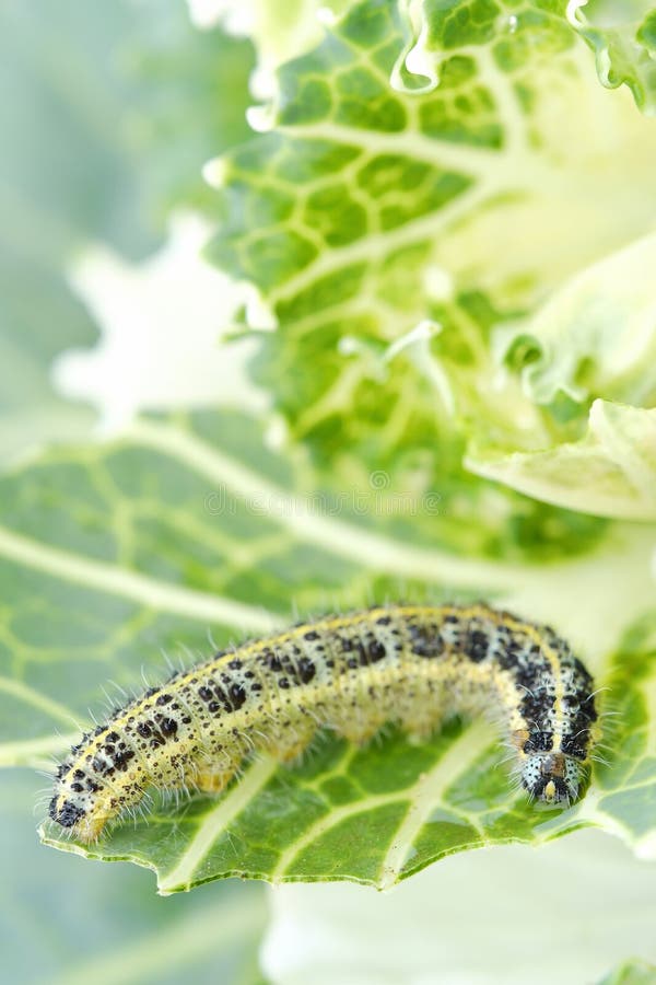 caterpillar green with black stripes caterpillar green with black stripes