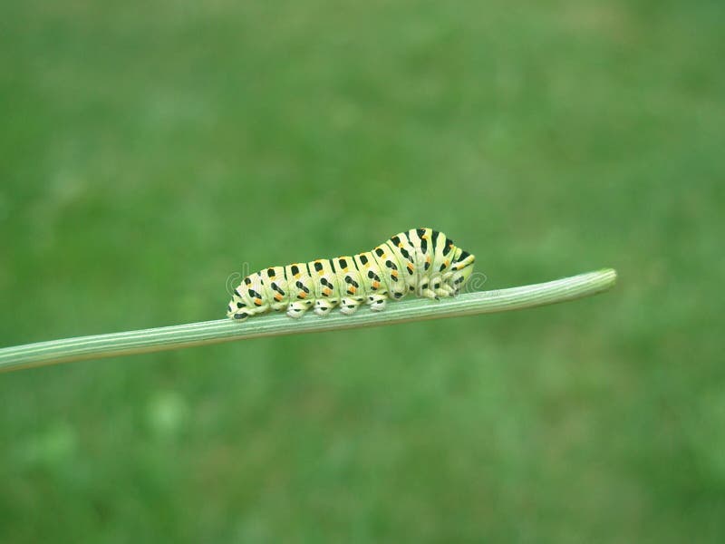 Green Caterpillar with Black Spots Stock Photo Image of spot