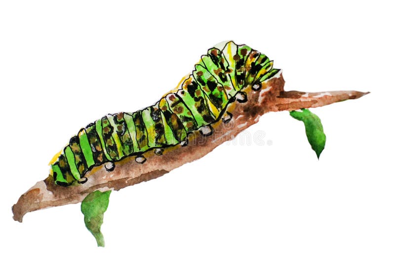 Green caterpillar on a branch