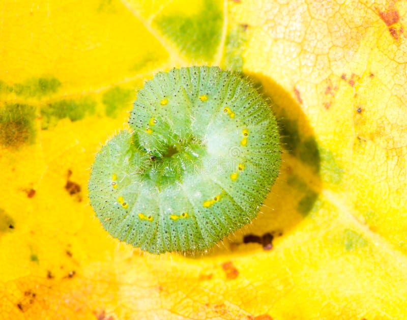 Green Caterpillar of a Butterfly Stock Image Image of nature