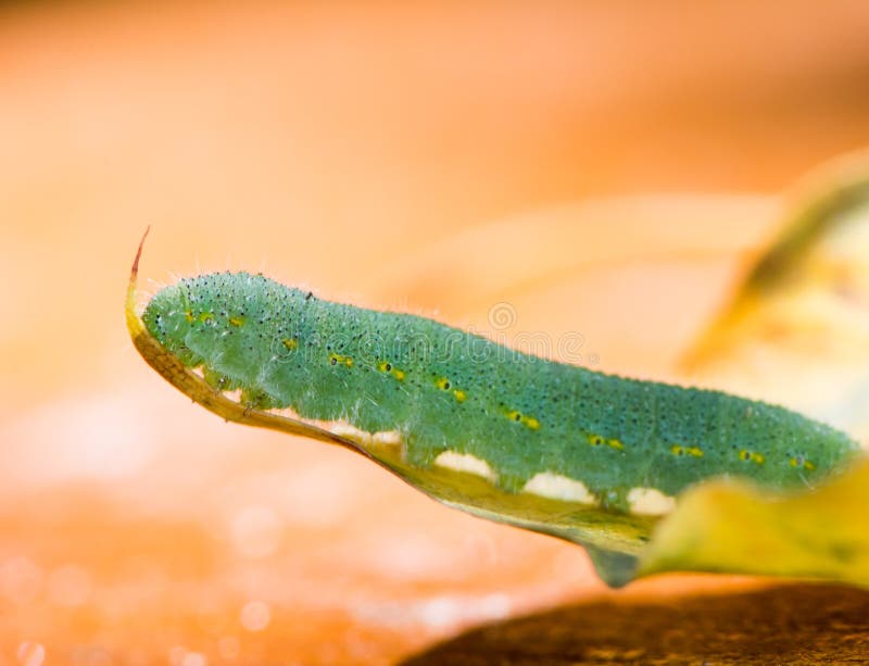 Green Caterpillar of a Butterfly Stock Image Image of animal, green