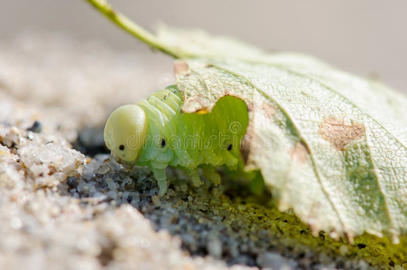Green Caterpillar close-up on a light background under leaf royalty free stock photography Green Caterpillar close-up on a light background under leaf royalty free stock photography