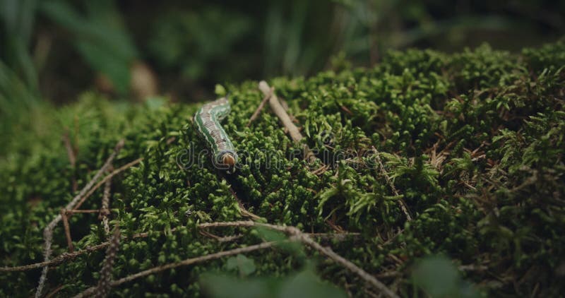 Green caterpillar crawling on plant. Closeup macro shot.