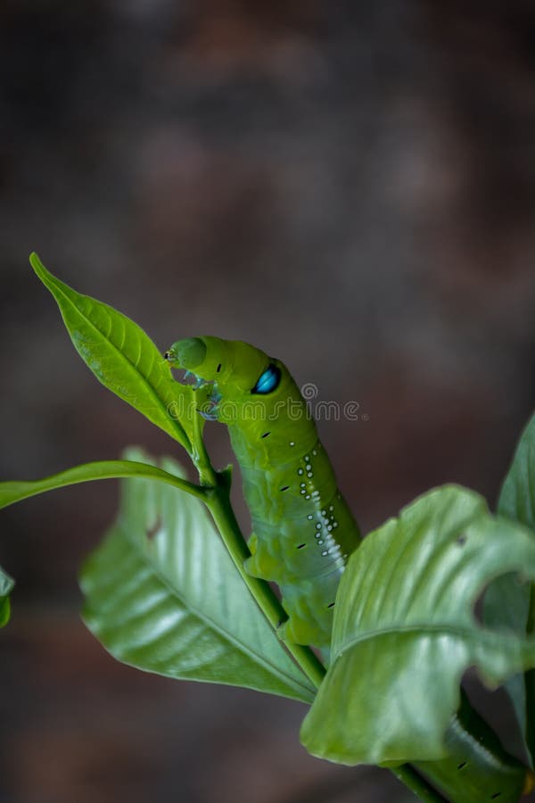 Caterpillar Eating Leaf Stock Photos Download 3,125 Royalty Free Photos