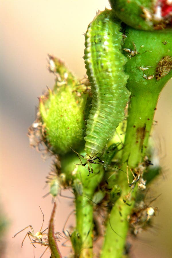 Green Caterpillar Eats an Aphid Stock Image Image of parasite, leaf