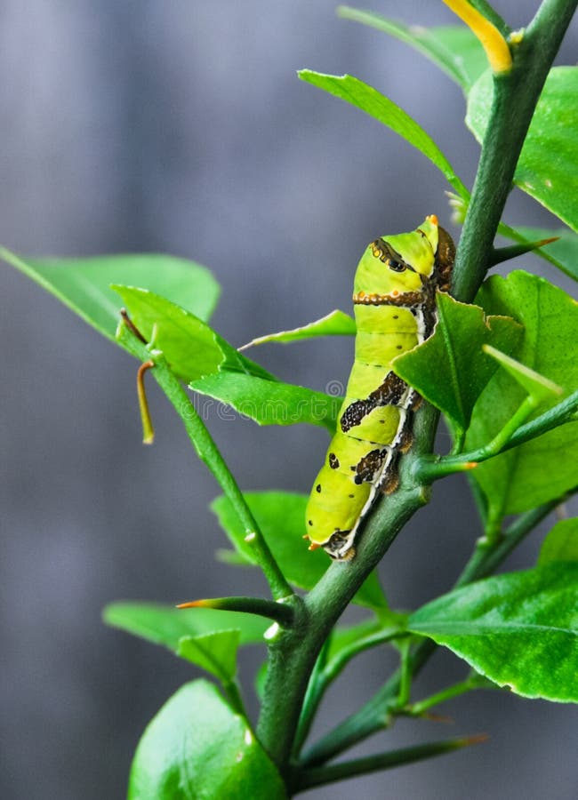A Green Caterpillar on a LIme Tree Stock Image Image of caterpillar