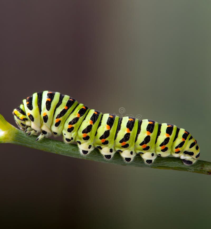 Green Caterpillar Machaon on Dill Stock Photo Image of damage, green