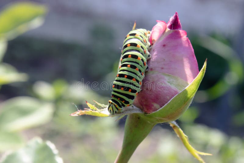 Green Caterpillar on a Rose Stock Image Image of flora, leaf 149315167