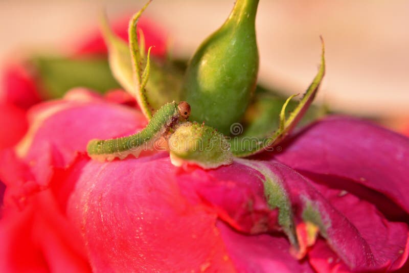 Green Caterpillar on a Rose Stock Image Image of outdoor, animal