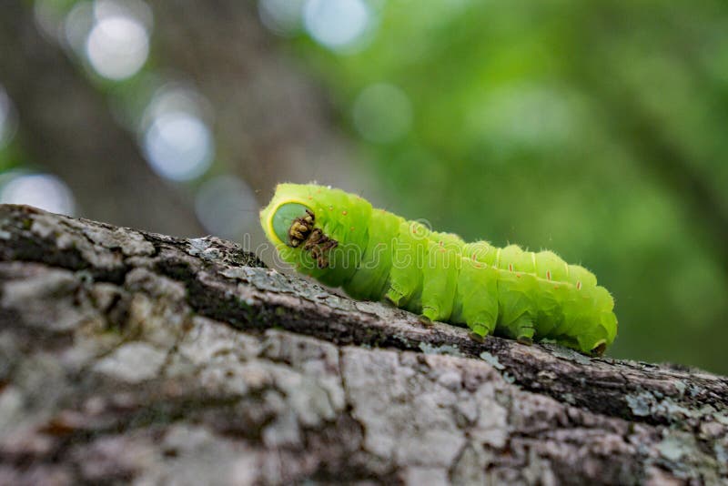Green Caterpillar on a Tree Branch Stock Image Image of beautiful