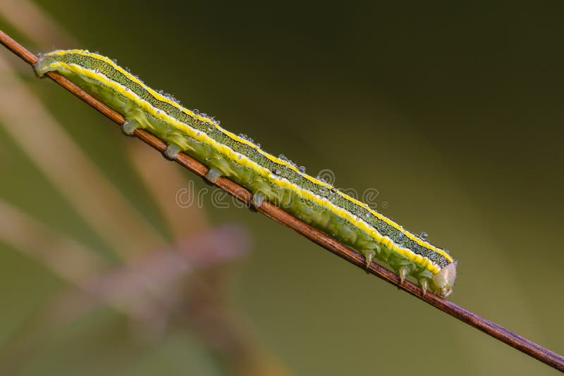 Caterpillar With Yellow Stripes On The Sides Stock Image Image of