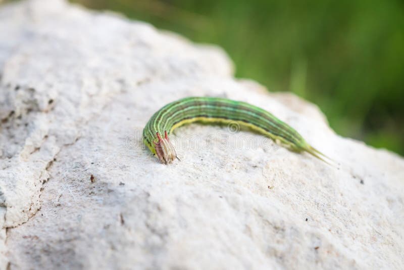 Green caterpillar with yellow stripes, El Remate, Peten, Guatemala royalty free stock photography Green caterpillar with yellow stripes, El Remate, Peten, Guatemala royalty free stock photography