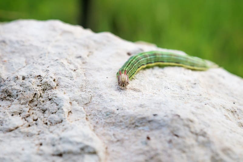 Green caterpillar with yellow stripes on a stone, El Remate, Peten, Guatemala royalty free stock photography Green caterpillar with yellow stripes on a stone, El Remate, Peten, Guatemala royalty free stock photography