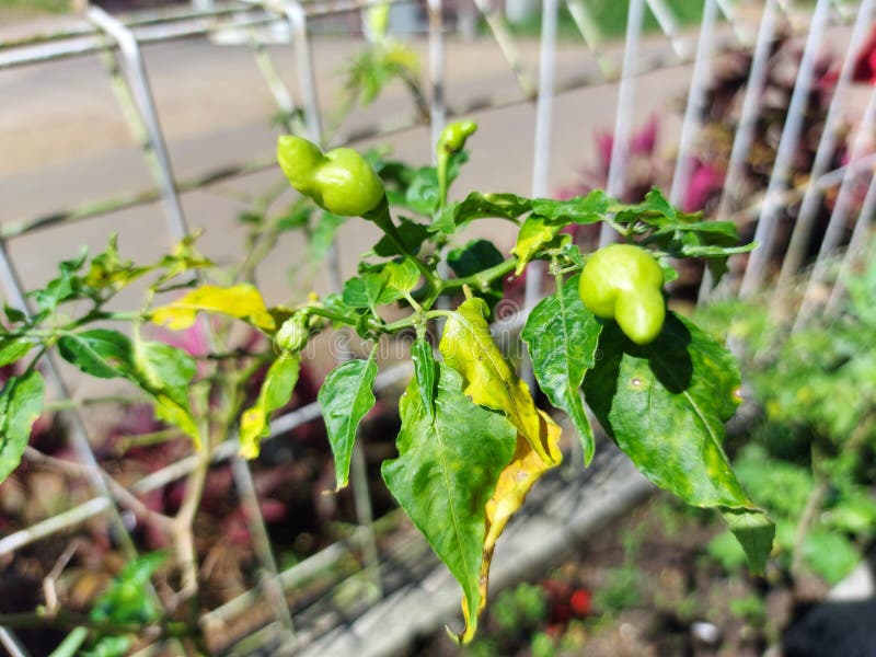 187 Beautiful Cayenne Pepper Tree Stock Photos Free & RoyaltyFree