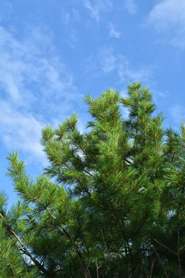 Green cedar on the background of blue sky royalty free stock image