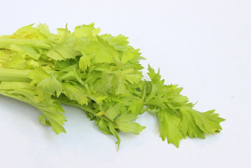 Green Celery Leaves Isolated Stock Image Image of group, food 110243215