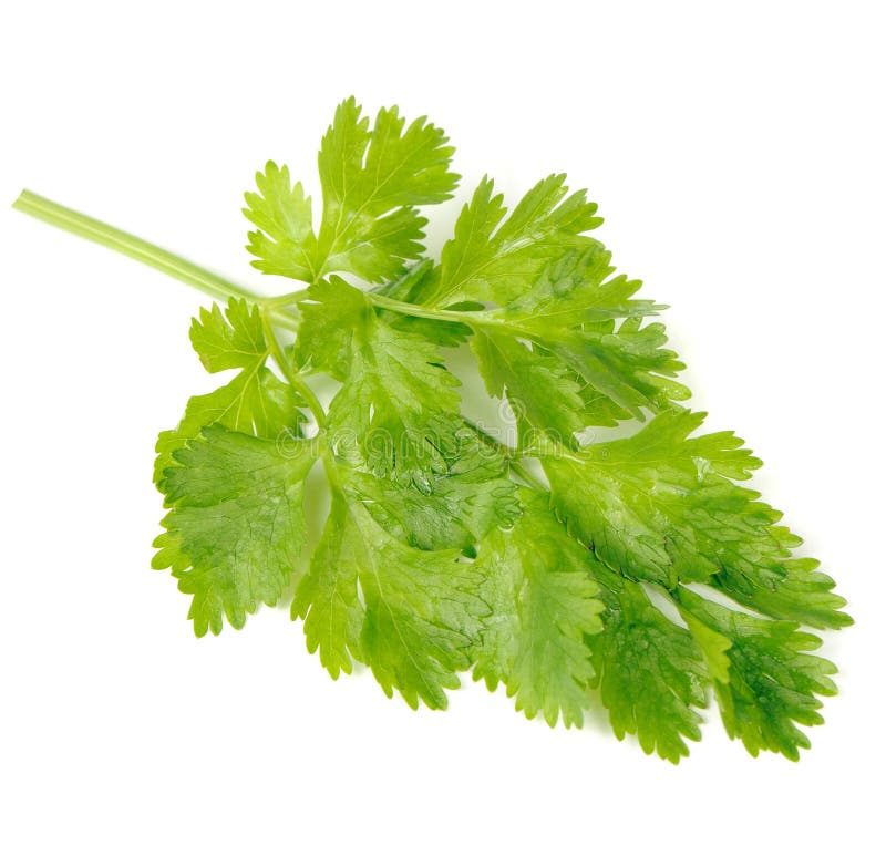 Green Celery Leaves Isolated on White Background stock photos